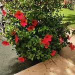 Spagnolo Oasis Tamarindo كوراليهو