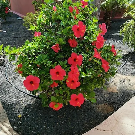 Spagnolo Oasis Tamarindo *